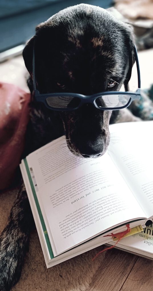 Hund mit Buch Weiterbildung