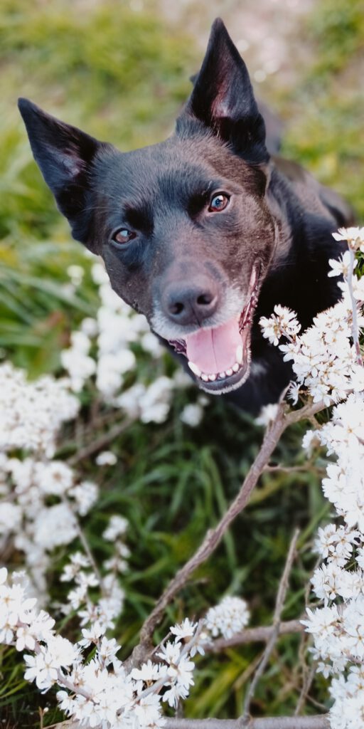 schwarzer Hund vor weißen Blumen Australian Kelpie
