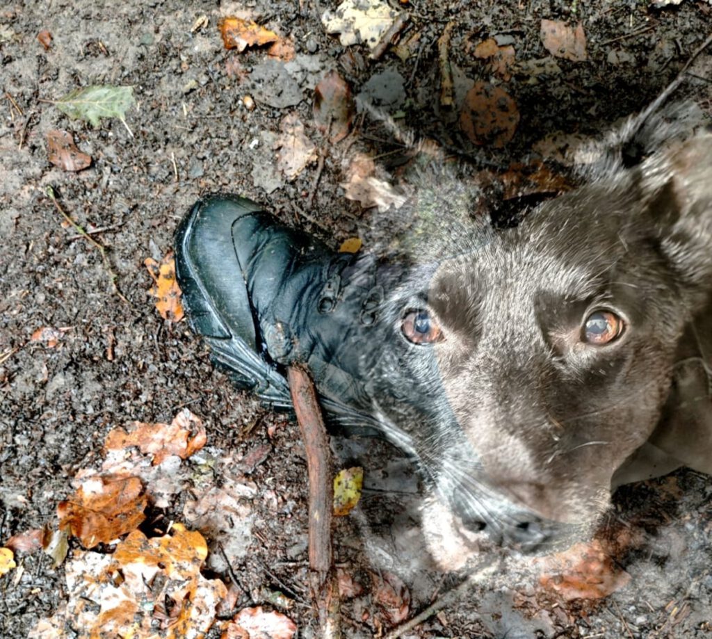 Logbuch Canis lupus familiaris – Sternzeit 235.67277°