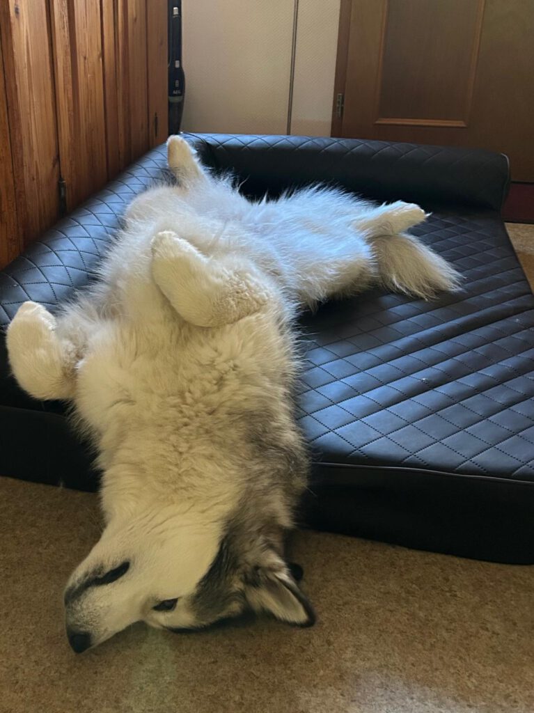 Logbuch Canis lupus familiaris – Sternzeit 102.90580°