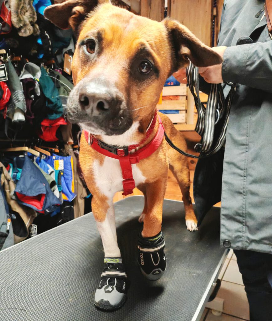 Logbuch Canis lupus familiaris – Sternzeit 198.57269°