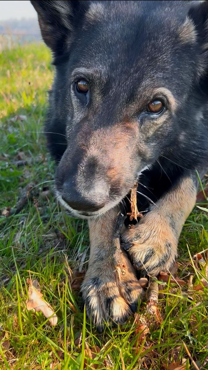 Schäferhund Timmi mit Stöckchen