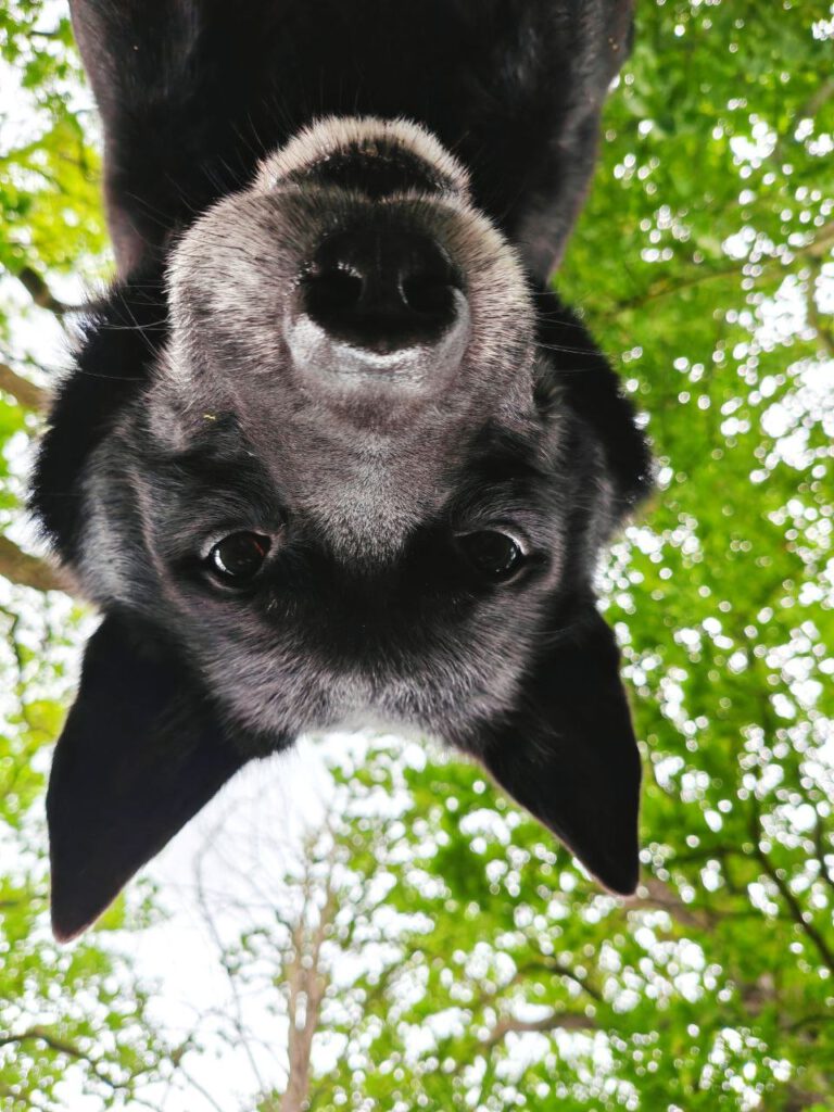 Logbuch Canis lupus familiaris – Sternzeit 245.18378°